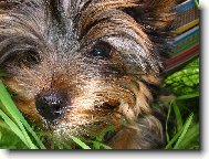 Jork��rsk� terier, Yorkshire Terrier,