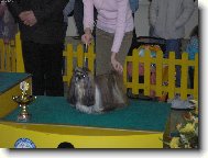 �icu, Shih-Tzu