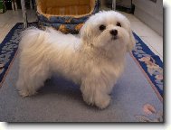Maltese
