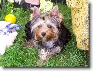 Jork��rsk� terier, Yorkshire Terrier,