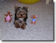 Jork��rsk� terier, Yorkshire Terrier,