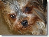 Jork��rsk� terier, Yorkshire Terrier,