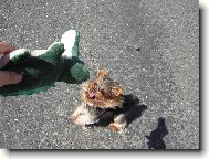 Jork��rsk� terier, Yorkshire Terrier,
