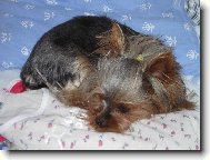 Jork��rsk� terier, Yorkshire Terrier,