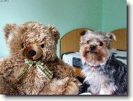 Jork��rsk� terier, Yorkshire Terrier,
