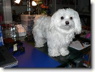 Maltese
