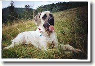 English Mastiff