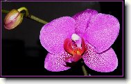Bo�sk� orchidej