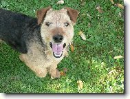 Welsh Terrier