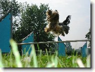 Jork��rsk� terier, Yorkshire Terrier,