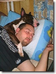 Bull Terrier
