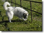 Chien de Montagne des Pyr�n�es
