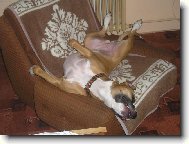 Siesta na gau�i