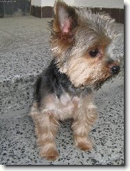 Jork��rsk� terier, Yorkshire Terrier,