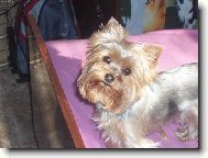 Jork��rsk� terier, Yorkshire Terrier,