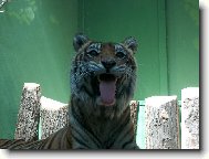 Domestic cat