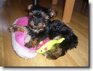 Jork��rsk� terier, Yorkshire Terrier,