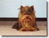 Jork��rsk� terier, Yorkshire Terrier,