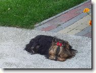 Jork��rsk� terier, Yorkshire Terrier,