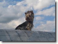 Jork��rsk� terier, Yorkshire Terrier,