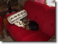 Jork��rsk� terier, Yorkshire Terrier,
