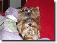 Jork��rsk� terier, Yorkshire Terrier,