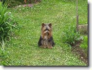 Jork��rsk� terier, Yorkshire Terrier,