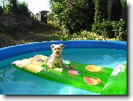 Jork��rsk� terier, Yorkshire Terrier,