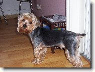 Jork��rsk� terier, Yorkshire Terrier,
