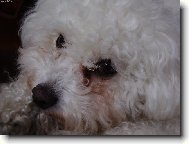 Bichon � poil fris�, Bichon Frise