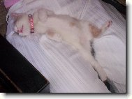 Domestic cat