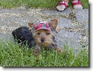 Jork��rsk� terier, Yorkshire Terrier,