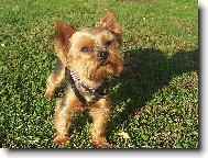 Jork��rsk� terier, Yorkshire Terrier,