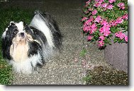 �icu, Shih-Tzu