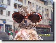 Jork��rsk� terier, Yorkshire Terrier,