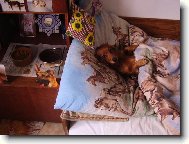 Dachshund