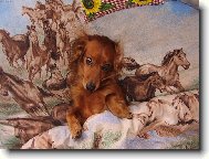 Dachshund