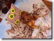 Dachshund