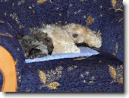 �icu, Shih-Tzu