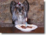 Jork��rsk� terier, Yorkshire Terrier,