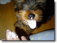 Jork��rsk� terier, Yorkshire Terrier,