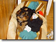 Jork��rsk� terier, Yorkshire Terrier,
