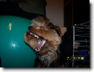 Jork��rsk� terier, Yorkshire Terrier,