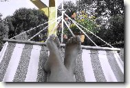 Domestic cat