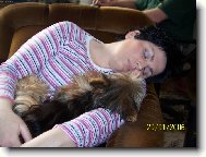 Jork��rsk� terier, Yorkshire Terrier,