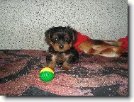 Jork��rsk� terier, Yorkshire Terrier,