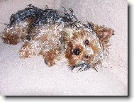 Jork��rsk� terier, Yorkshire Terrier,
