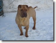 Shar-Pei
