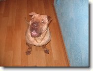 Shar-Pei