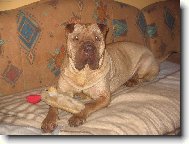 Shar-Pei